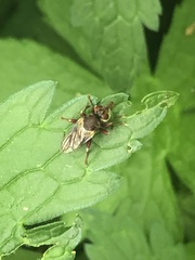 Myopa clausa