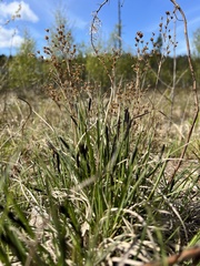 Juncus alpinoarticulatus nodulosus