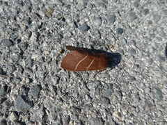 Macrothylacia digramma