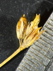 Juncus alpinoarticulatus nodulosus