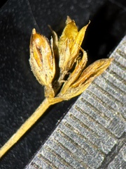 Juncus alpinoarticulatus nodulosus