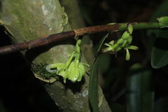 Epidendrum aggregatum