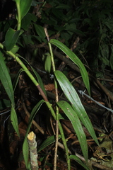 Epidendrum aggregatum