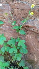Geum urbanum