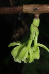 Epidendrum aggregatum
