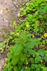 Geum urbanum