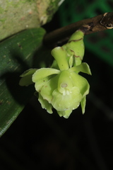 Epidendrum aggregatum