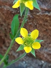 Geum urbanum