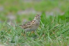 Alauda arvensis japonica