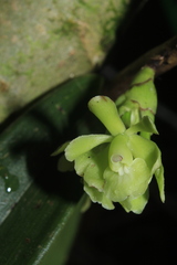 Epidendrum aggregatum