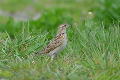 Alauda arvensis japonica