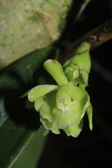 Epidendrum aggregatum