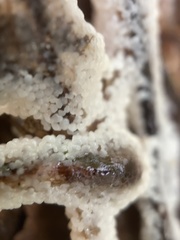 Diderma spumarioides