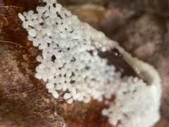 Diderma spumarioides