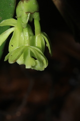 Epidendrum aggregatum