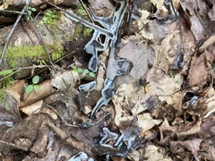 Diderma spumarioides