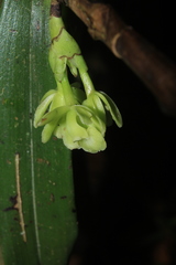 Epidendrum aggregatum