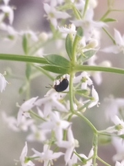 Pterygota