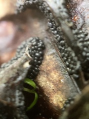 Diderma spumarioides