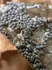 Diderma spumarioides