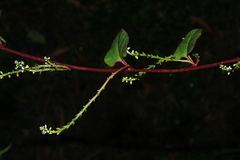 Anredera brachystachys