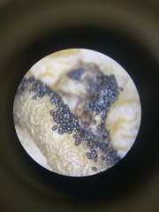 Diderma spumarioides