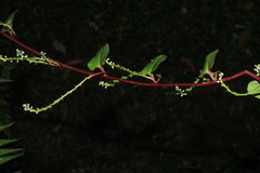 Anredera brachystachys