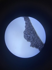 Diderma spumarioides