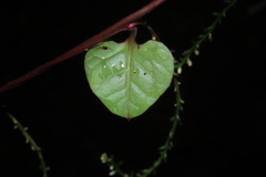 Anredera brachystachys