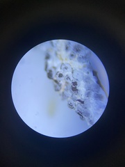 Diderma spumarioides