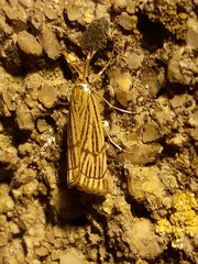 Chrysocrambus linetella