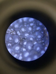 Diderma spumarioides