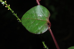 Anredera brachystachys