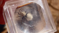 Dasymutilla coccineohirta