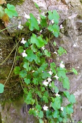 Cymbalaria muralis