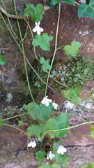 Cymbalaria muralis