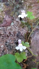 Cymbalaria muralis