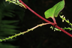 Anredera brachystachys