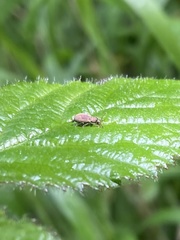 Phyllobius roboretanus
