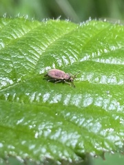 Phyllobius roboretanus