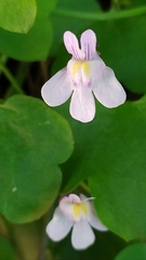Cymbalaria muralis