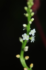 Anredera brachystachys