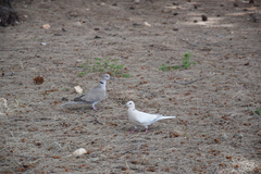 Streptopelia decaocto