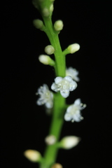 Anredera brachystachys