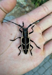 Stratioceros princeps