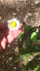 Bellis sylvestris