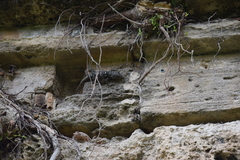 Tarentola mauritanica