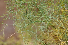 Lomatium columbianum