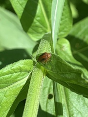 Galerucella calmariensis
