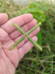 Dactyloctenium aegyptium